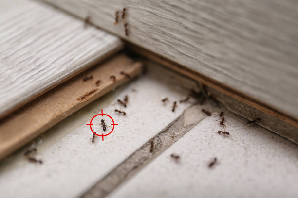 Best Affordable Pest Control Services  in Ben Avon, PA
