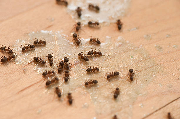 Best Commercial Pest Control Services  in Ben Avon, PA